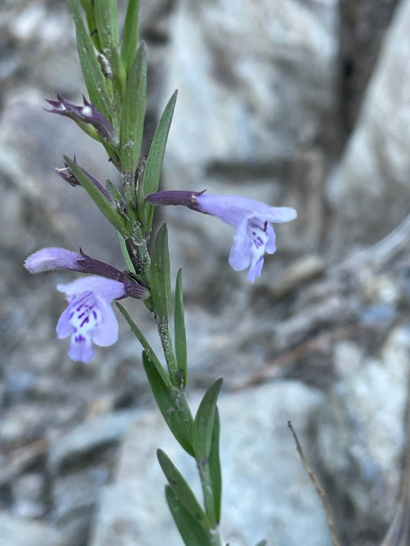 Aromatic False Pennyroyal photo 6