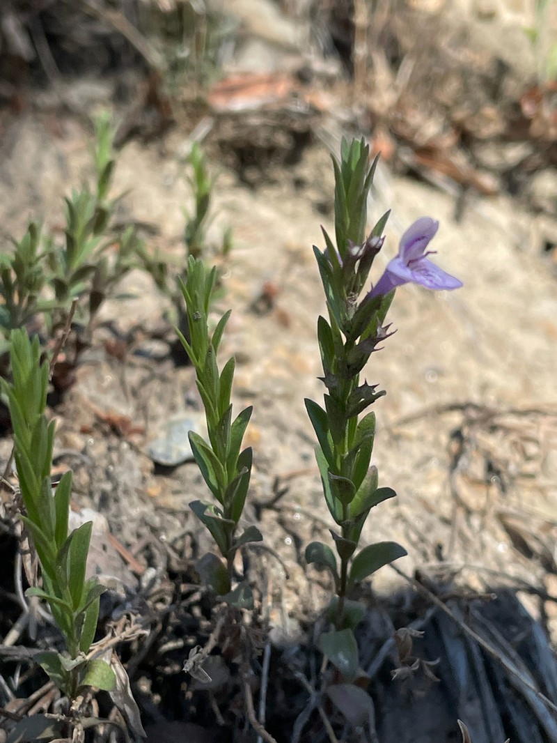 Aromatic False Pennyroyal photo 7