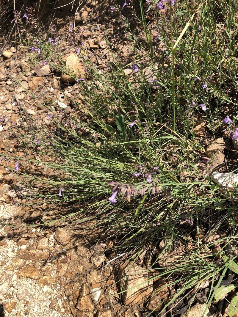 Aromatic False Pennyroyal photo 8