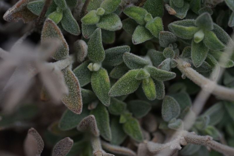 Softhair False Pennyroyal photo 3