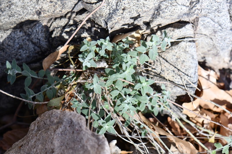 Softhair False Pennyroyal photo 4