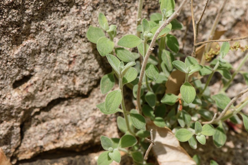 Softhair False Pennyroyal photo 5
