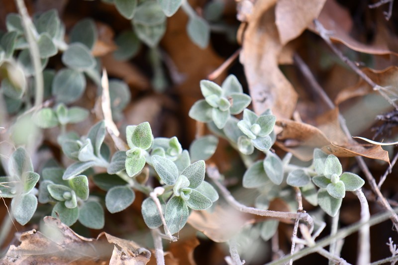 Softhair False Pennyroyal photo 8