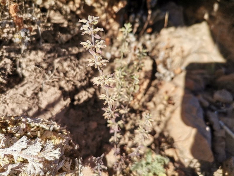 Dwarf False Pennyroyal