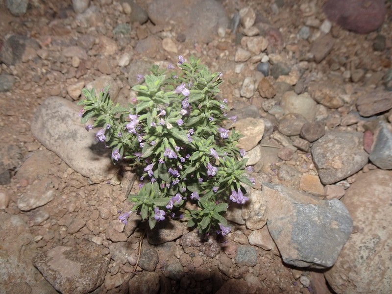 Dwarf False Pennyroyal photo 2