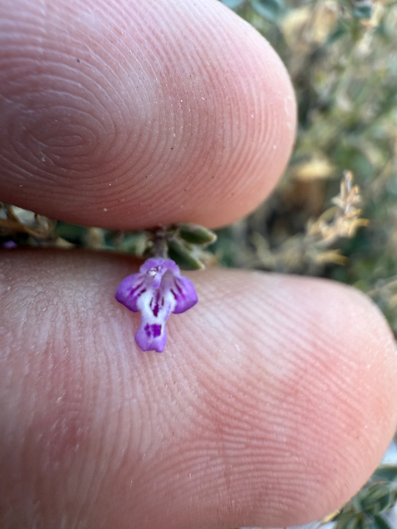 Dwarf False Pennyroyal photo 3