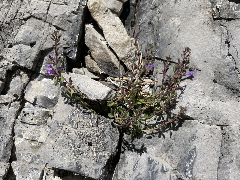 Dwarf False Pennyroyal photo 4