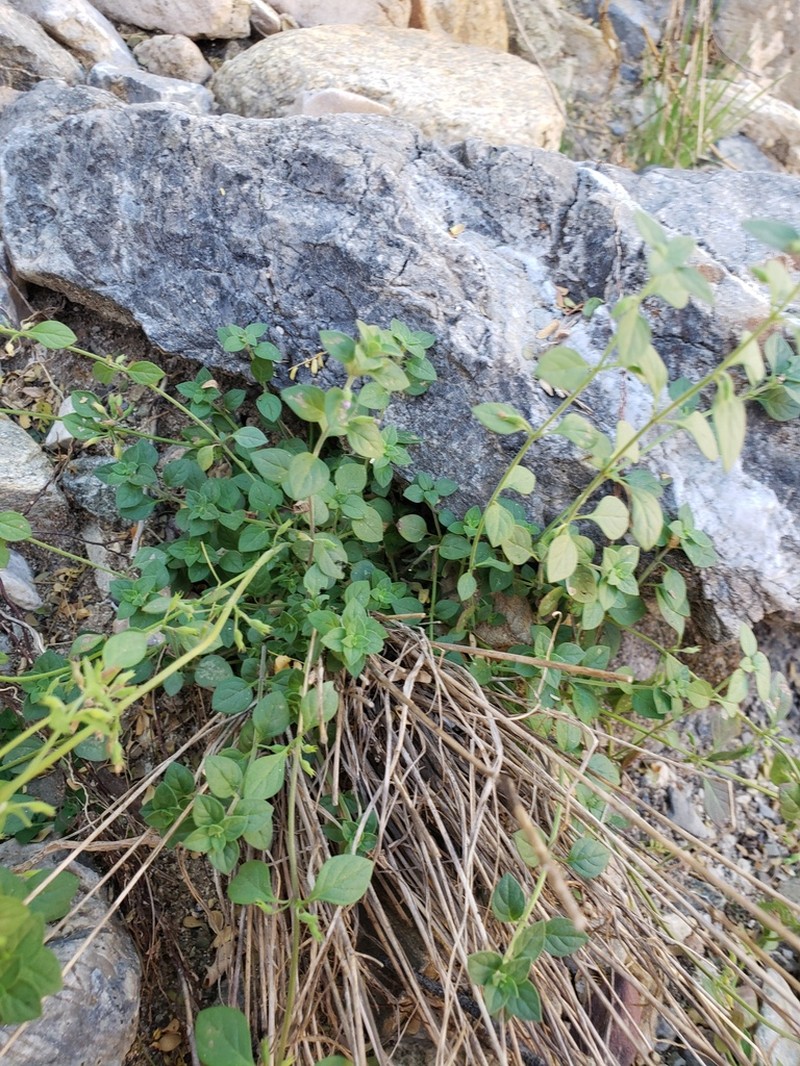Dwarf False Pennyroyal photo 5