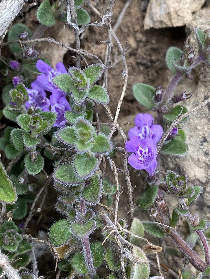 Dwarf False Pennyroyal photo 6