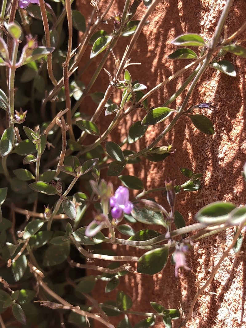 Dwarf False Pennyroyal photo 7