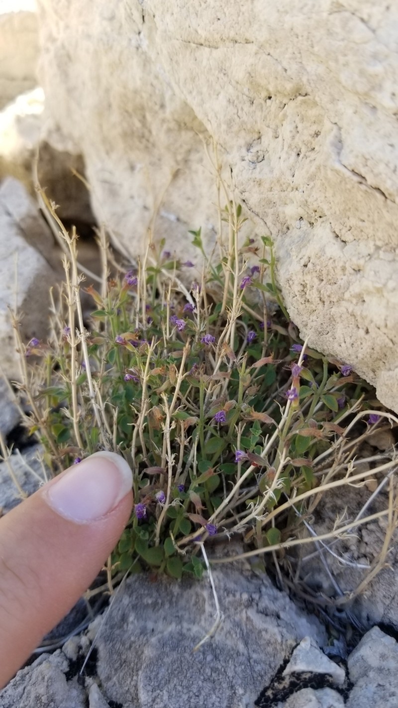 Dwarf False Pennyroyal photo 8