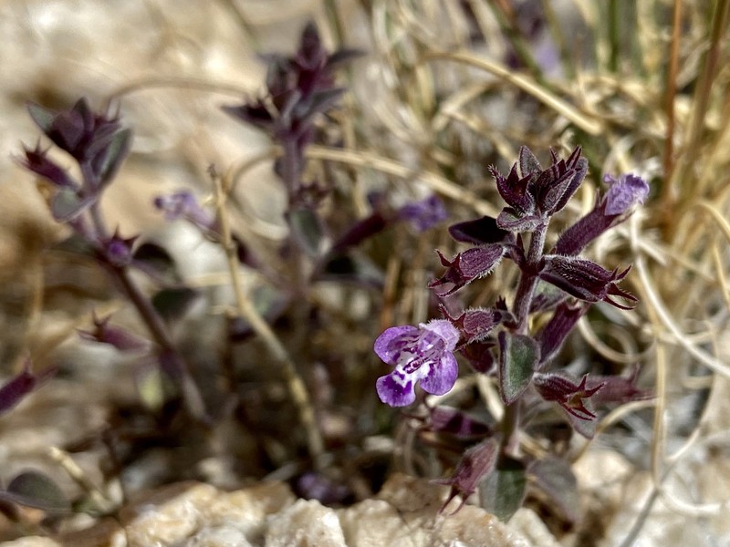 Hedeoma nana subsp. californica