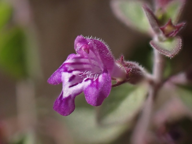 Hedeoma nana subsp. californica photo 2