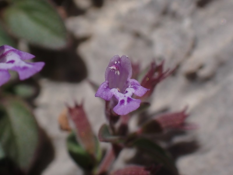 Hedeoma nana subsp. californica photo 3