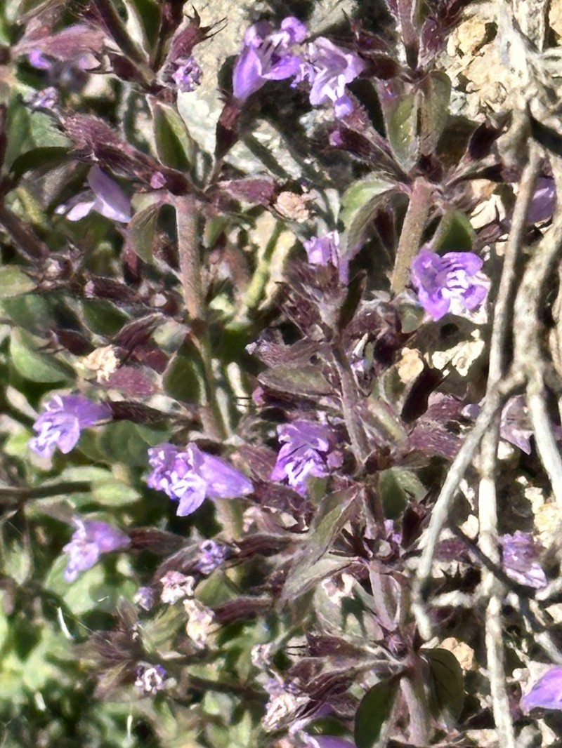 Hedeoma nana subsp. californica photo 4