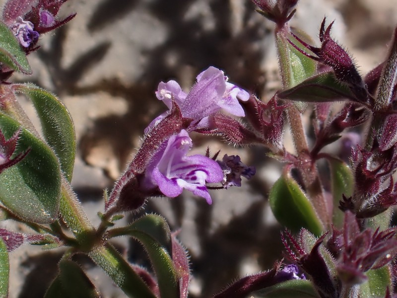 Hedeoma nana subsp. californica photo 5