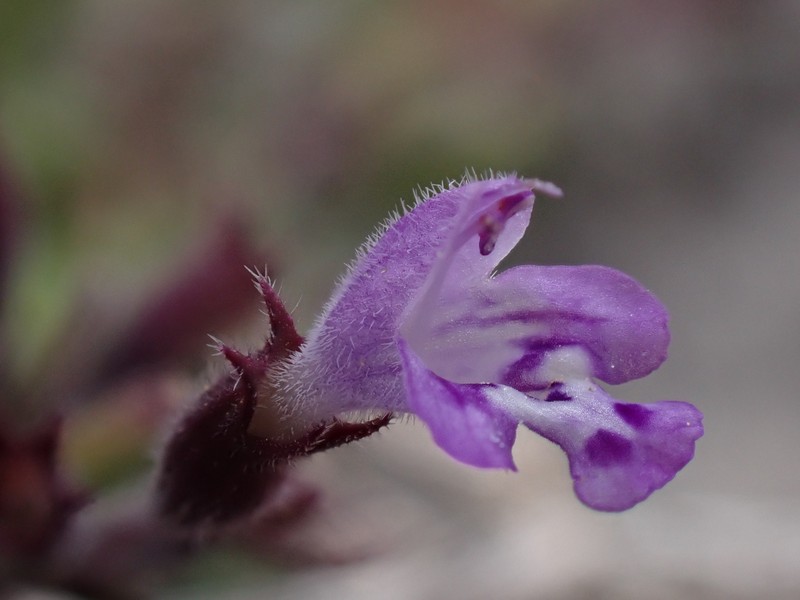 Hedeoma nana subsp. californica photo 6