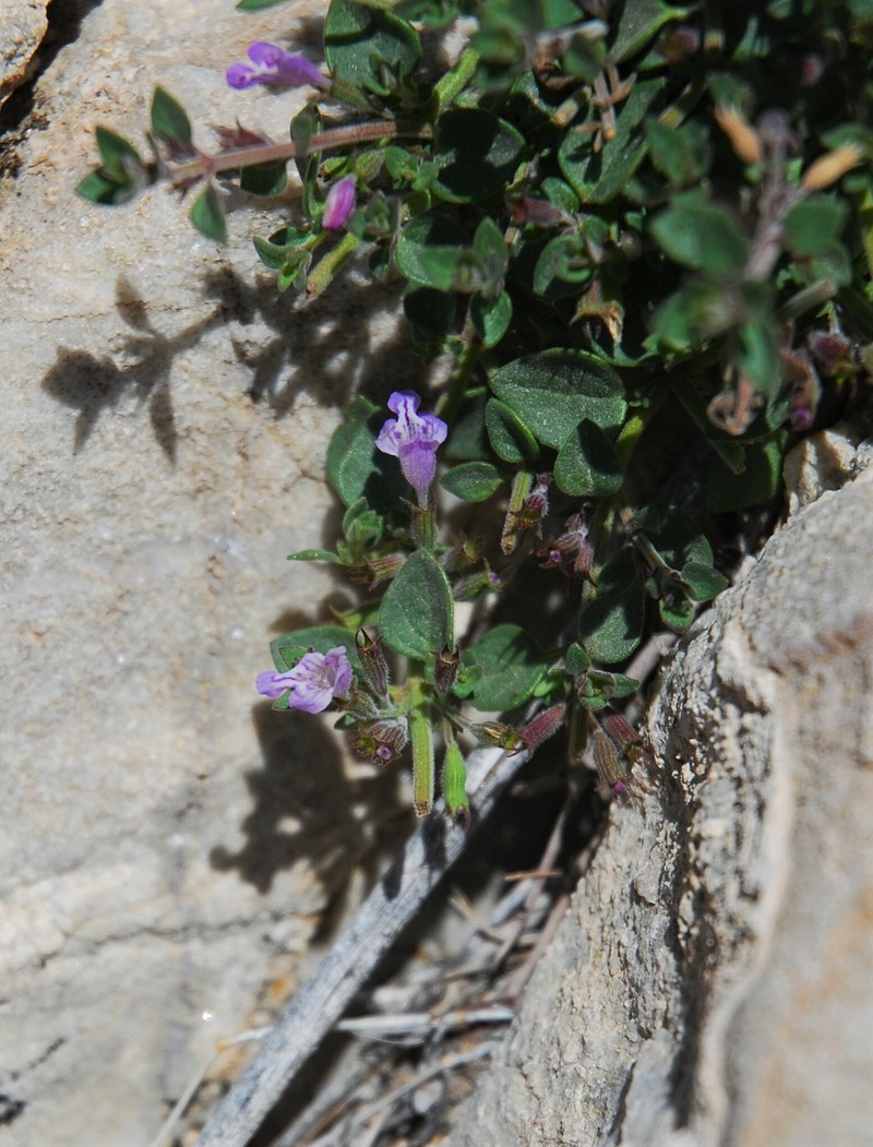 Hedeoma nana subsp. californica photo 7