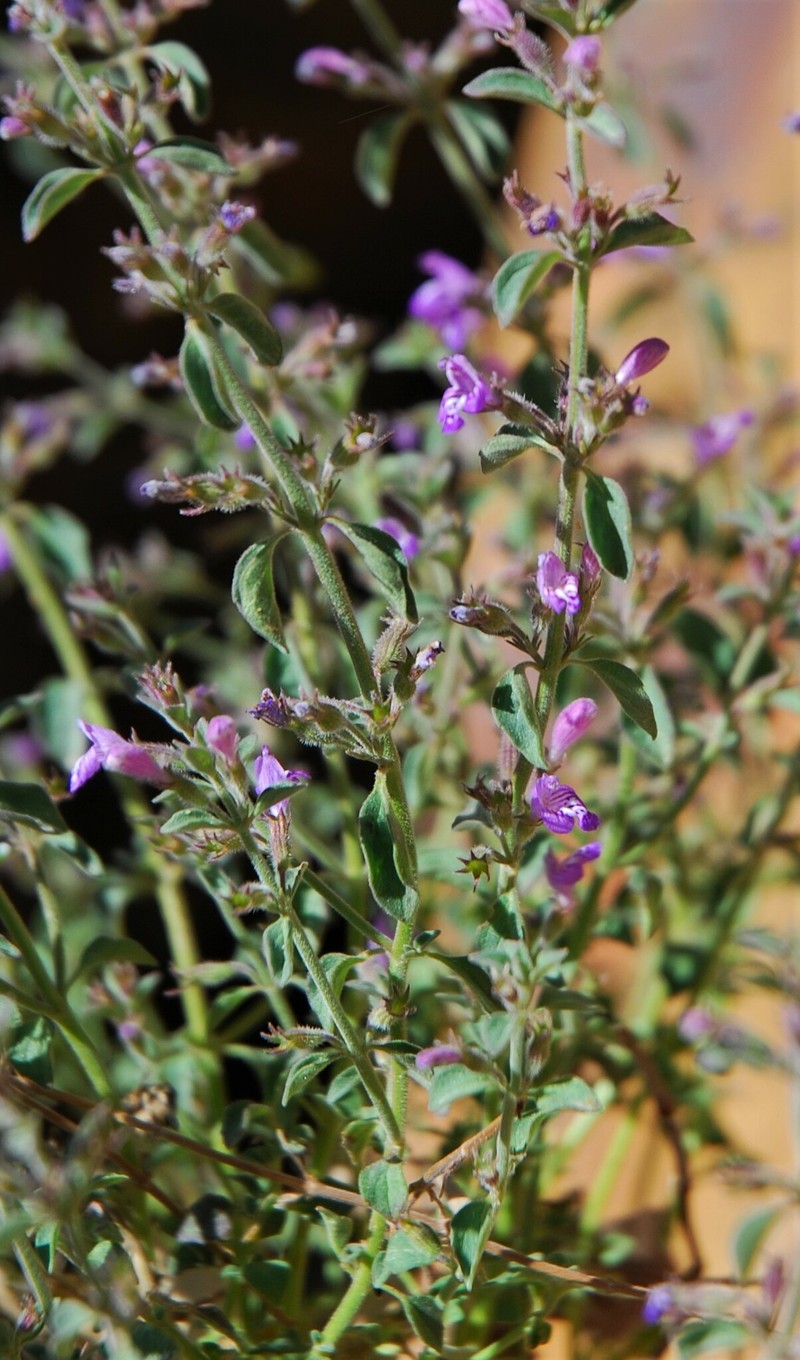 Hedeoma nana subsp. californica photo 8