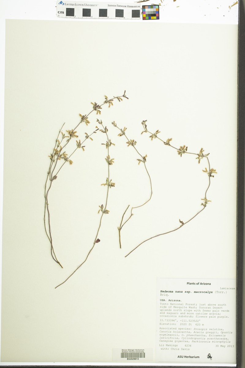Hedeoma nana subsp. macrocalyx