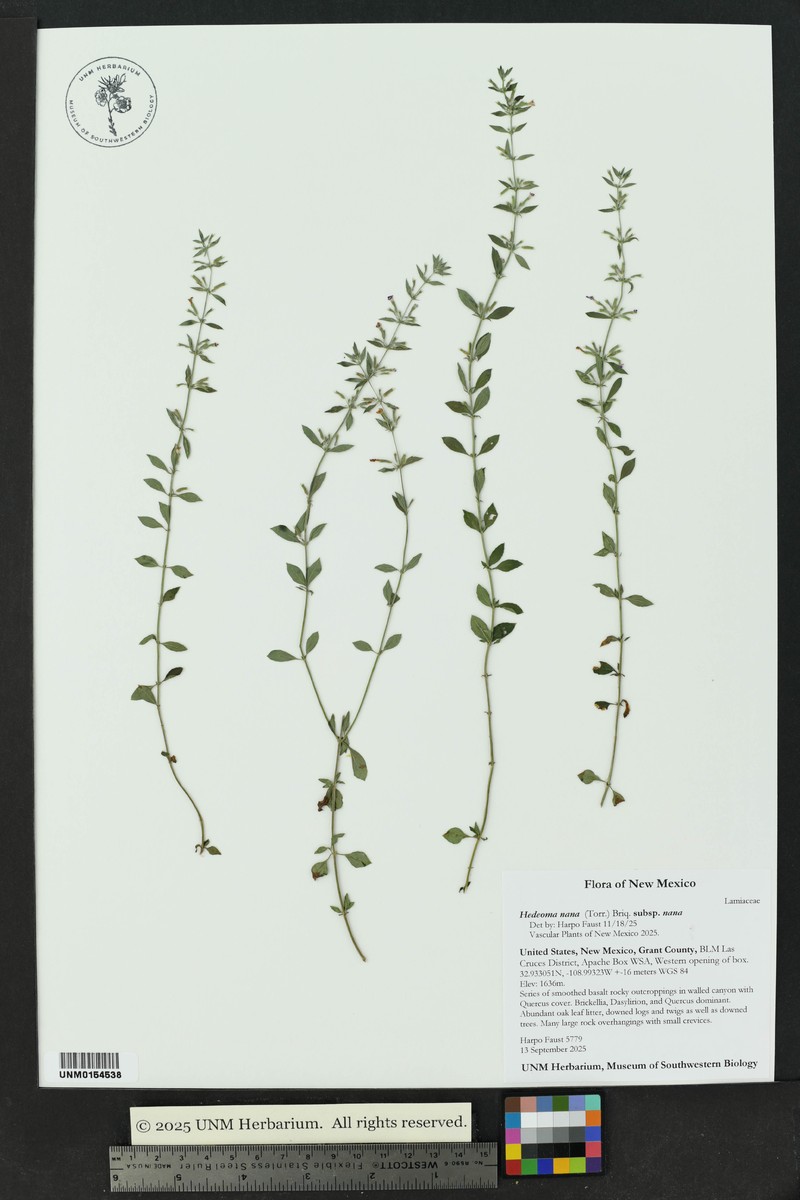 Hedeoma nana subsp. nana