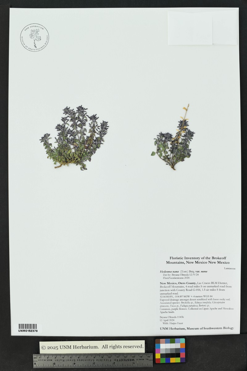 Hedeoma nana subsp. nana photo 2
