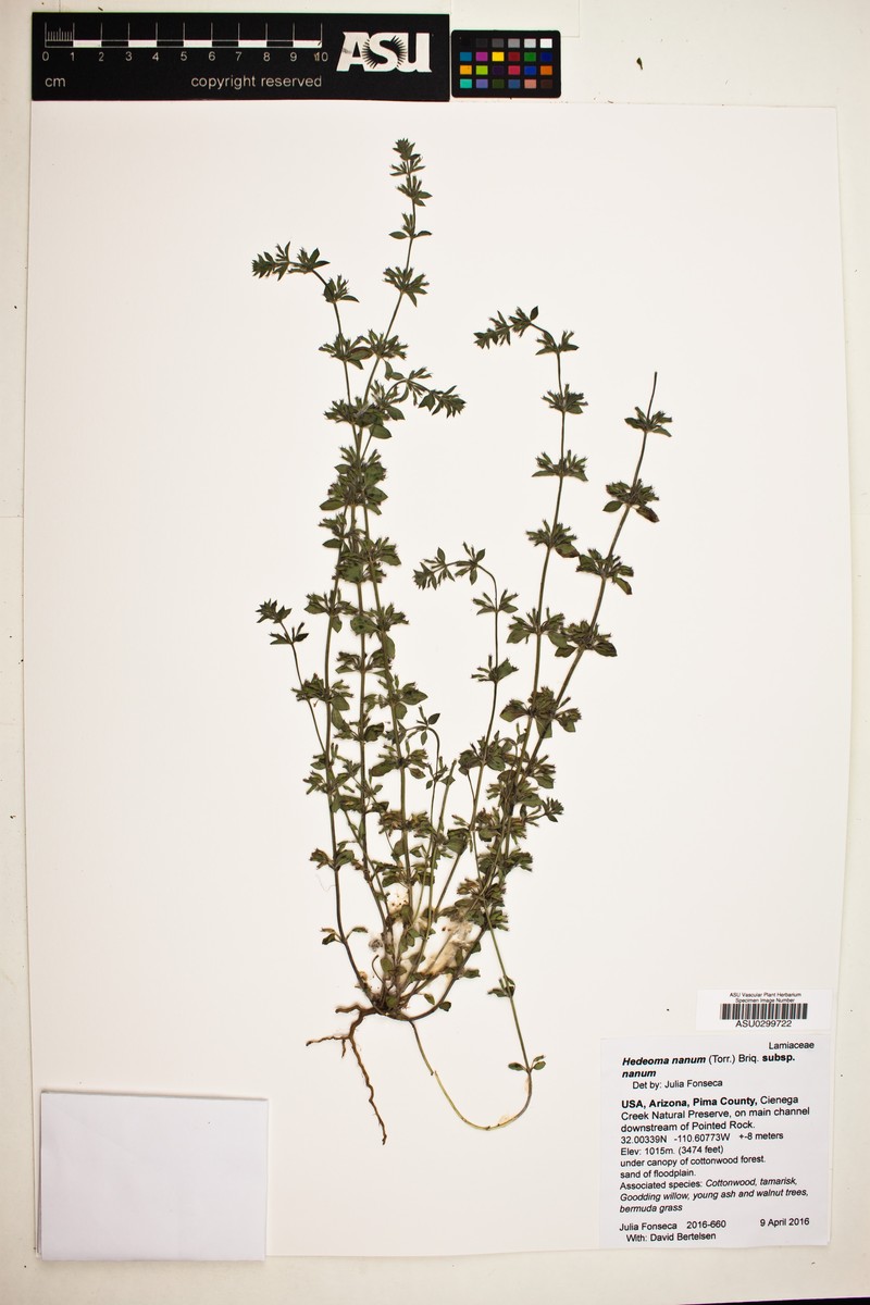 Hedeoma nana subsp. nana photo 4