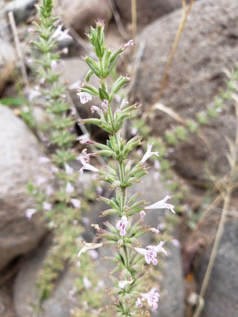 Oblongleaf False Pennyroyal