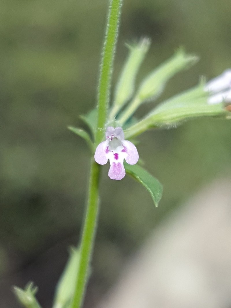 Oblongleaf False Pennyroyal photo 2