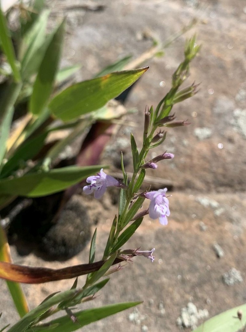 Oblongleaf False Pennyroyal photo 3