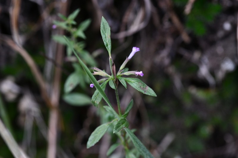 Oblongleaf False Pennyroyal photo 4