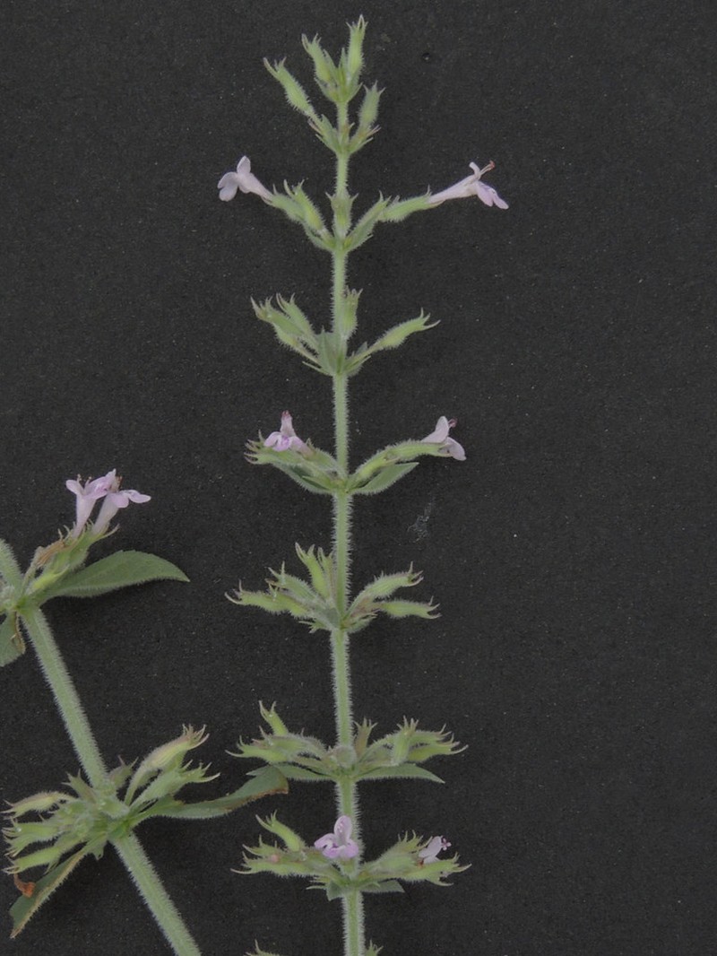 Oblongleaf False Pennyroyal photo 5