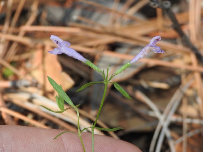 Oblongleaf False Pennyroyal photo 6