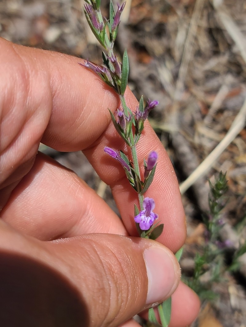 Oblongleaf False Pennyroyal photo 7