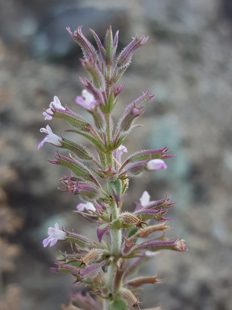 Oblongleaf False Pennyroyal photo 8