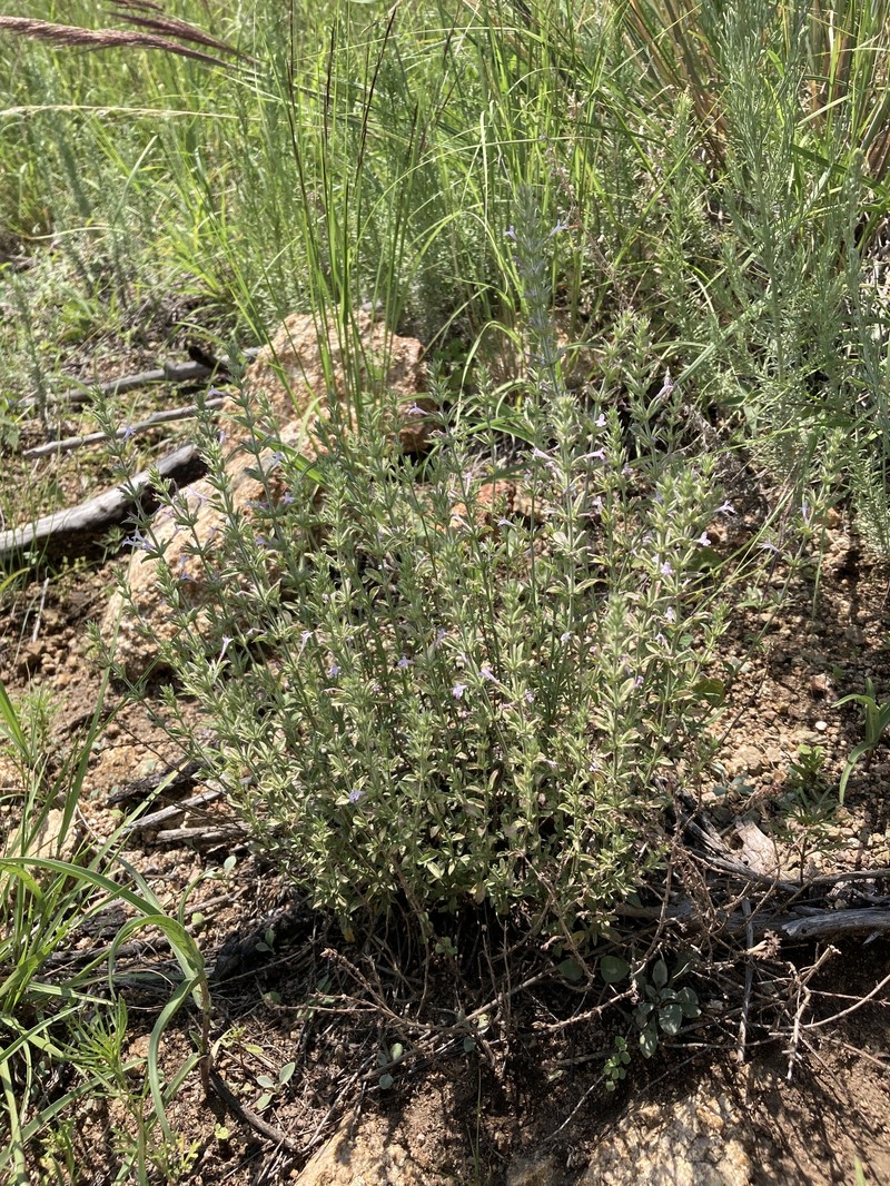 Hedeoma oblongifolia var. oblongifolia