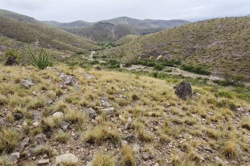 Old Blue False Pennyroyal