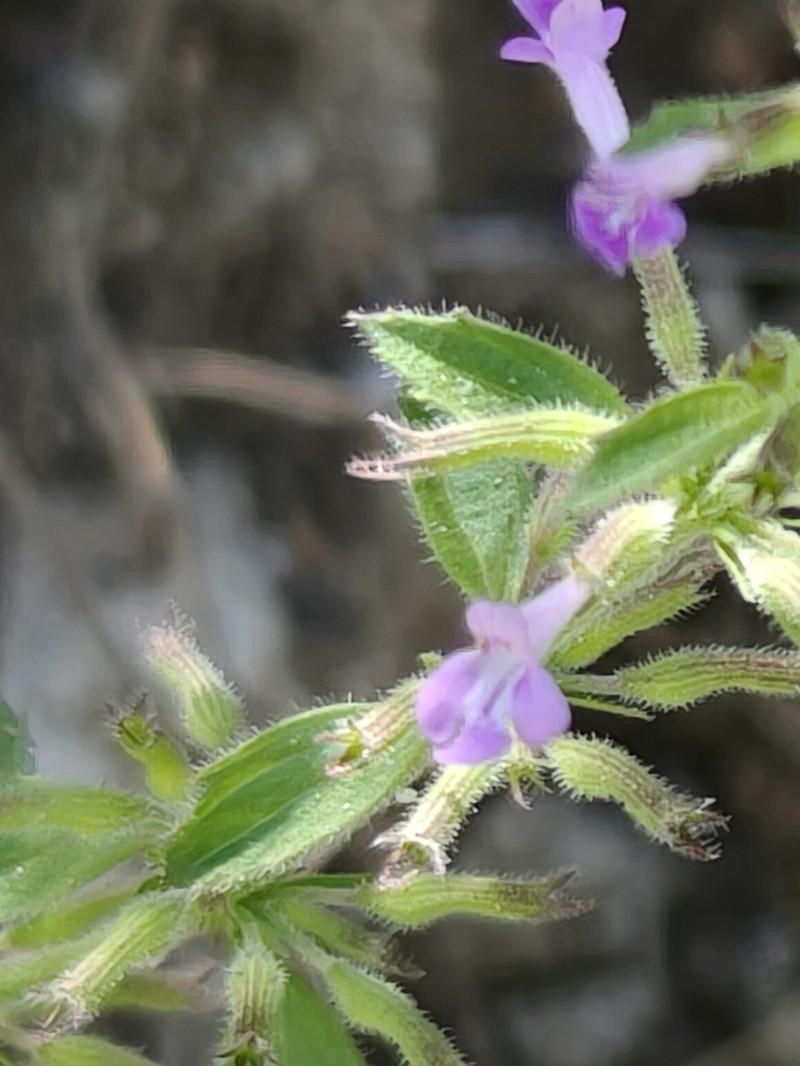 Veiny False Pennyroyal
