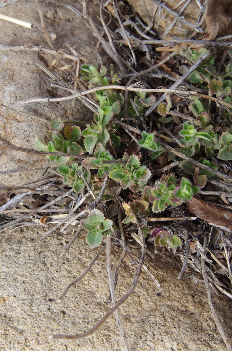 Veiny False Pennyroyal photo 2