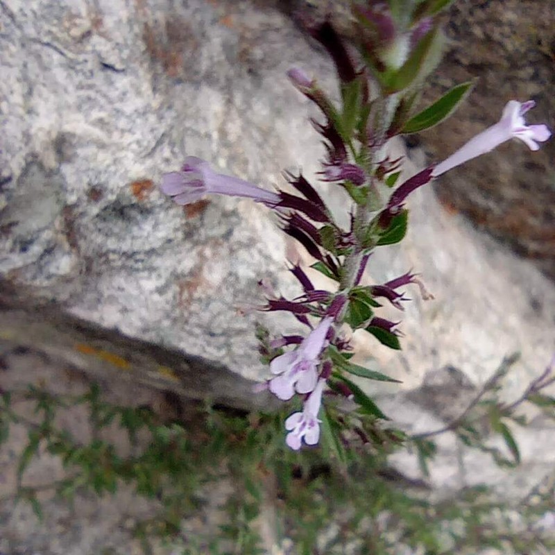 Veiny False Pennyroyal photo 3
