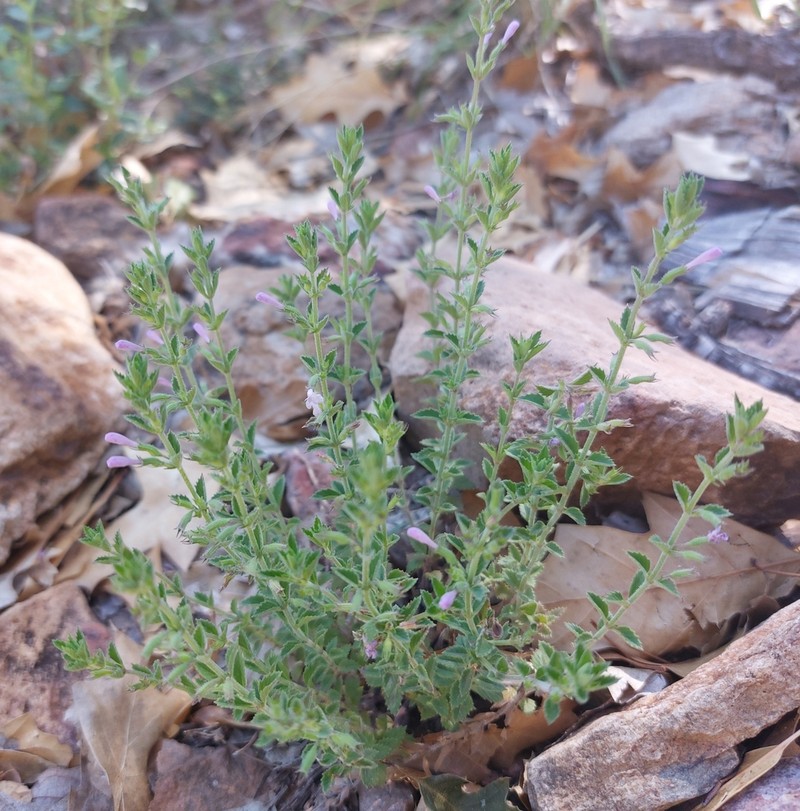 Veiny False Pennyroyal photo 4