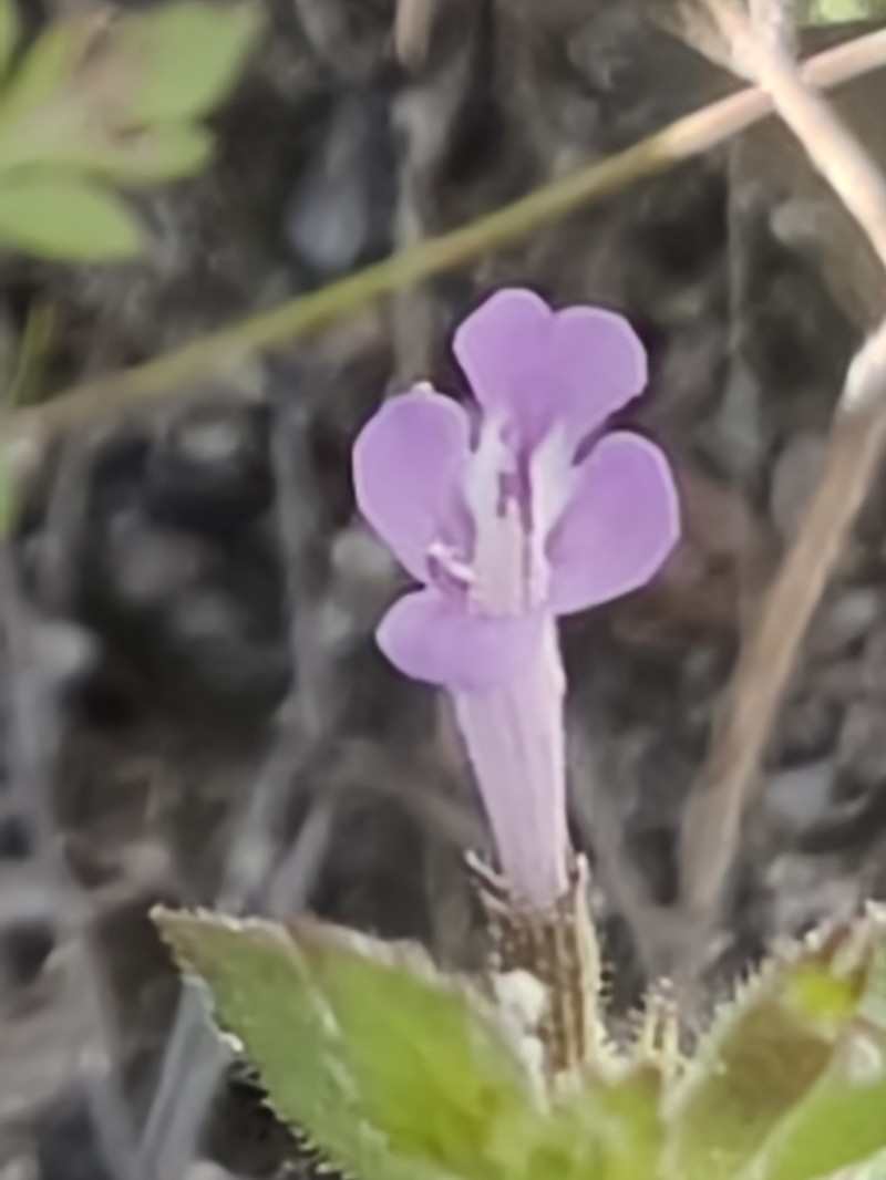 Veiny False Pennyroyal photo 5