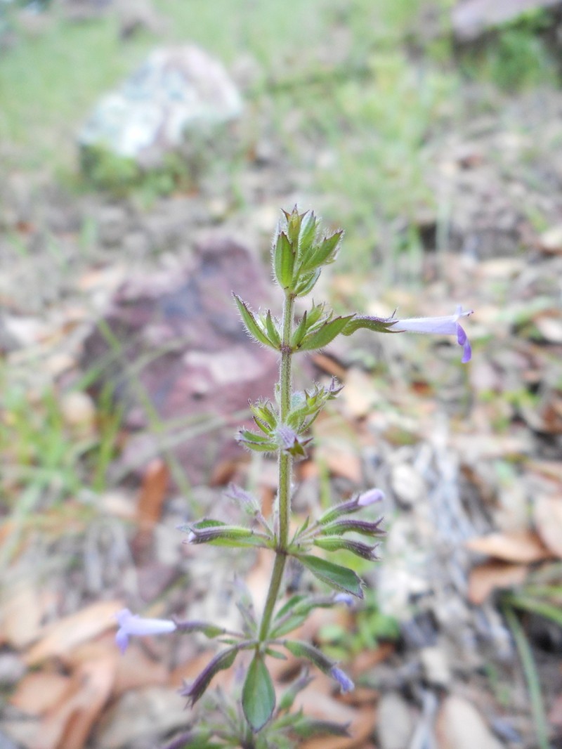Veiny False Pennyroyal photo 6