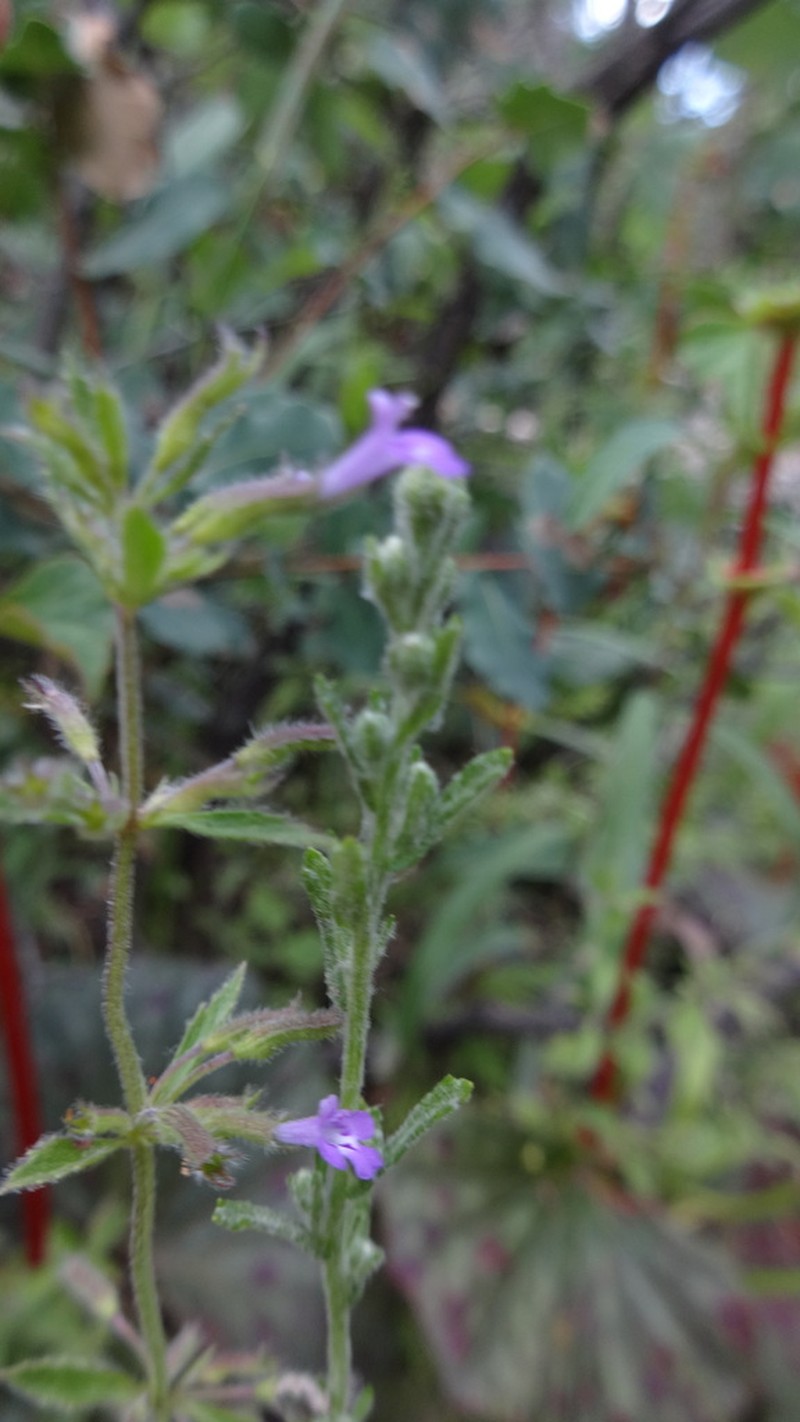 Veiny False Pennyroyal photo 7