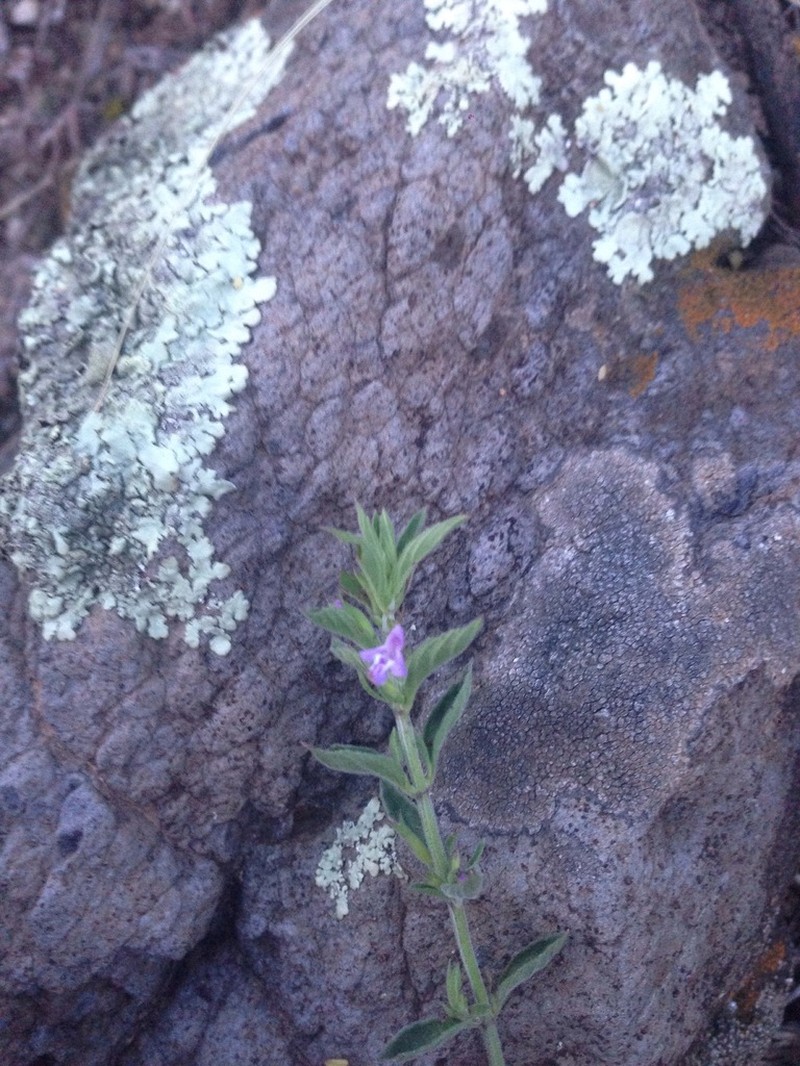 Veiny False Pennyroyal photo 8