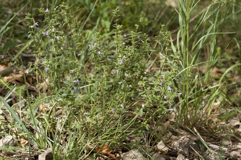 White Mountain False Pennyroyal