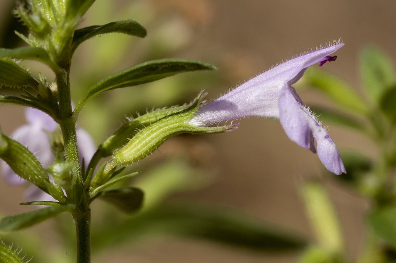 White Mountain False Pennyroyal