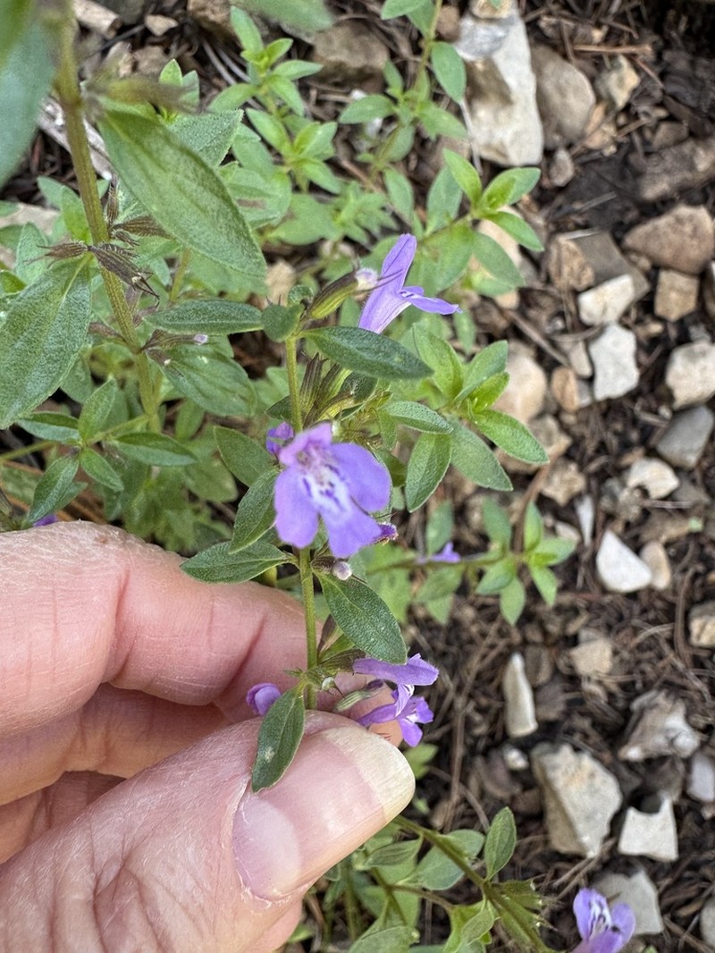 White Mountain False Pennyroyal photo 2