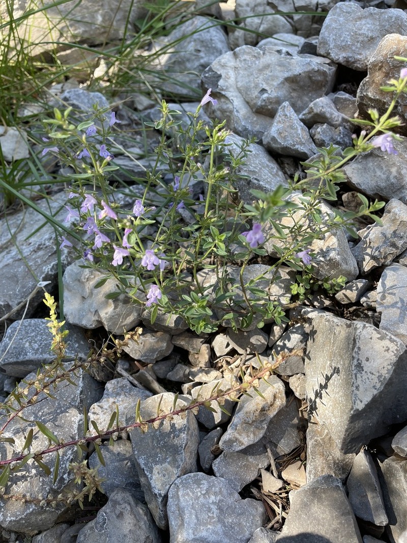 White Mountain False Pennyroyal photo 3