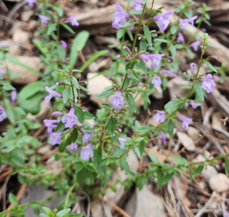 White Mountain False Pennyroyal photo 4